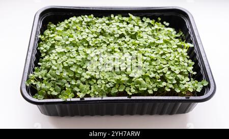 Microgreens sprouting in a black box, sprouts close up. Stock Photo