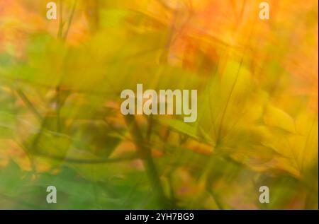 intentional camera movement : double exposure of autumn/fall foliage Stock Photo