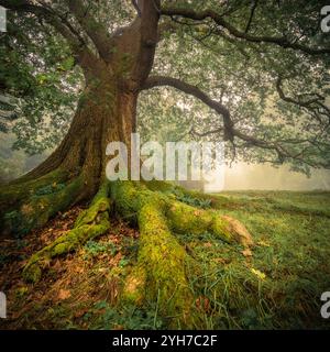 Majestic Ancient Tree With Sprawling Roots in Misty Forest Stock Photo