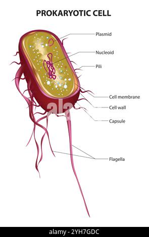 Prokaryotic Cell Structure Chart, vector medical illustration, online education material. English translation text Stock Vector