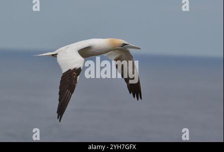 Northern Gannet (Morus bassanus) in flight at Bempton Cliffs RSPB Reserve, Bridlington, Yorkshire, UK on 2nd July 2019. Stock Photo