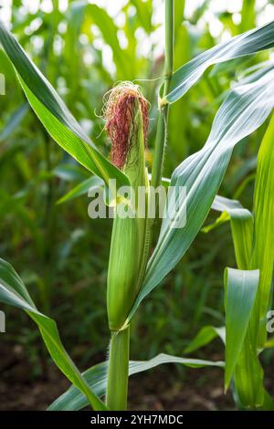 Close-up of a green corn cob in a field in summer Stock Photo