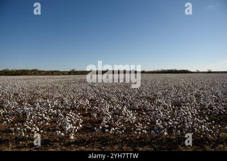 Panoramic view of a large field of fluffy white raw cotton plants in west Texas, USA Stock Photo