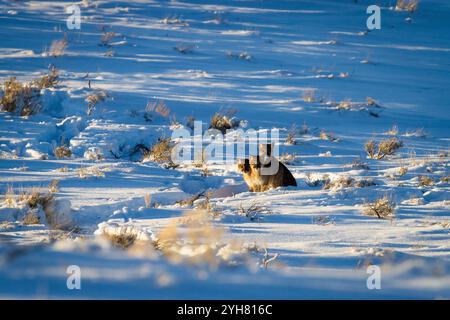 Mountain lion kittens sit cautiously behind their mother in Grand Teton National Park, Wyoming. Stock Photo