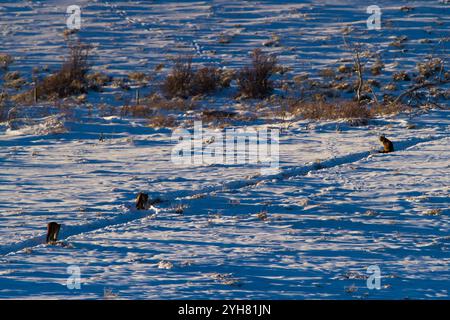 A cougar mother waits for her kittens along a trail in Grand Teton National Park, Wyoming. Stock Photo