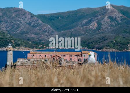 A seagull on a dry field of grass, in the background there is the Napoleon's villa at the italian Elba island in the mediterranean sea Stock Photo