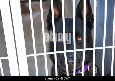 Camarillo, California, USA. 8th Nov, 2024. A black lab sleeps in a sizable cage on Nov. 8, 2024. Small animals evacuated from the Mountain Fire are being tended to at the Ventura County Animal Services shelter at 600 Aviation Dr, Camarillo, CA 93010. They have temporarily housed close to 400 animals during this particular disaster and taken in dogs, cats, rabbits, pigs, ducks, birds and goats. Humans are welcome to visit and walk their pets. (Credit Image: © Amy Katz/ZUMA Press Wire) EDITORIAL USAGE ONLY! Not for Commercial USAGE! Stock Photo