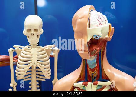 Models for studying human internal organs and anatomy. Education and medicine Stock Photo
