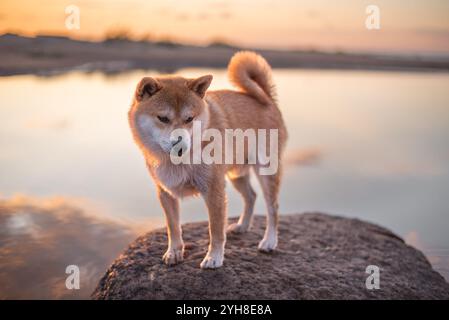 Wet Shiba Inu dog is standing on the stone on the river shore at Summer during the sunset Stock Photo