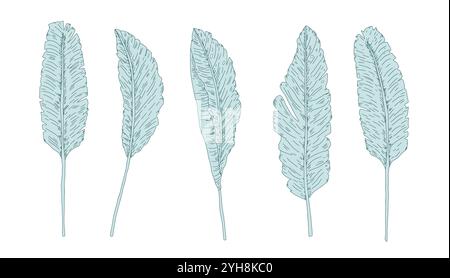 Set of decorative banana leaves. Symbols of purity, abundance and hospitality. Vector hand drawn collection illustration isolated on white background Stock Vector