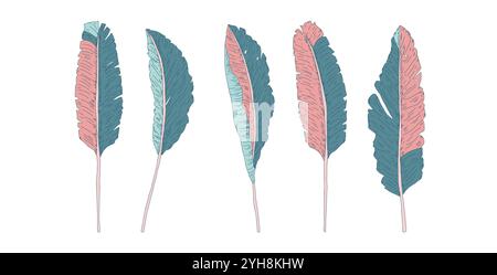 Set of stylized banana leaves. Tropical hand drawn foliage kit. Vector hand drawn botanic collection illustration isolated on white background. Stock Vector