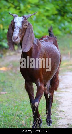 Brown Goat Walking Along a Path in Lush Greenery Stock Photo