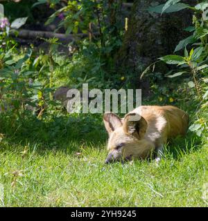 A wild dog lies curled up on the lush green grass, enjoying a sunny afternoon in a garden filled with colorful plants and flowers, creating a serene a Stock Photo
