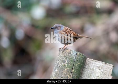 Dunnock; Prunella modularis; UK Stock Photo