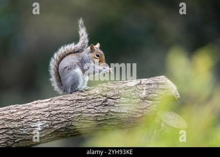 Grey Squirrel; Sciurus carolinensis; Eating an Acorn; UK Stock Photo