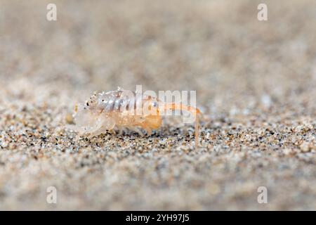 Sand Hopper; Talitrus saltator; Beach; UK Stock Photo