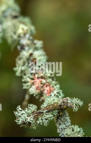 Lichens "Ramalina farinacea" growing in a hedgerow on the isle of wight uk in the autumn season. Stock Photo