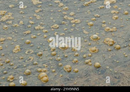 scum floating on the top of a river due to pollutants entering the water system, polluted river or waterway close-up, bubbles of scum on water surface Stock Photo