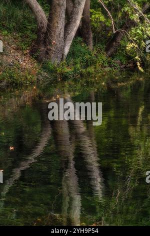 Green Tree reflections on an Arizona pond Stock Photo