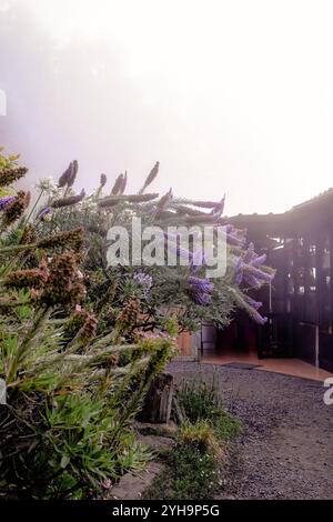 The image features a close-up of blooming purple flowers in a garden, with a misty background that creates a soft, tranquil atmosphere. Stock Photo