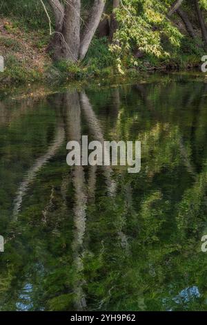 Green Tree reflections on an Arizona pond Stock Photo