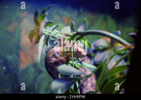 A close-up of a gecko on a plant with vibrant blue lighting in the background. Stock Photo