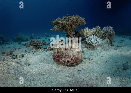 Synanceia nana is hiding on the bottom of the Red Sea. Venomous dwarf scorpionfish during dive in Red sea. Excellent camouflage by scorpion fish. Stock Photo