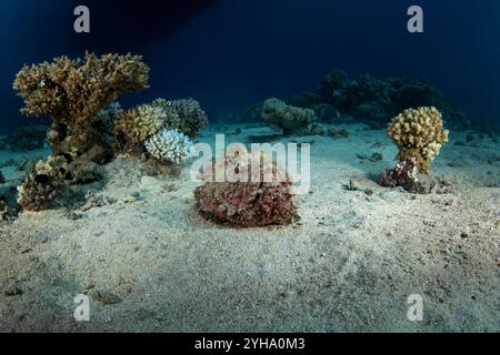 Synanceia nana is hiding on the bottom of the Red Sea. Venomous dwarf scorpionfish during dive in Red sea. Excellent camouflage by scorpion fish. Stock Photo