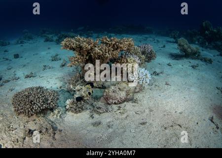 Synanceia nana is hiding on the bottom of the Red Sea. Venomous dwarf scorpionfish during dive in Red sea. Excellent camouflage by scorpion fish. Stock Photo