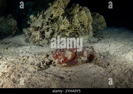 Synanceia nana is hiding on the bottom of the Red Sea. Venomous dwarf scorpionfish during dive in Red sea. Excellent camouflage by scorpion fish. Stock Photo