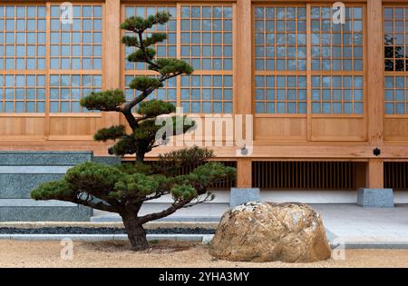 a-single-matsu-pine-tree-in-a-