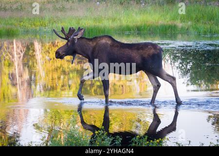 A bull moose walks through a pond in Grand Teton National Park, Wyoming. Stock Photo