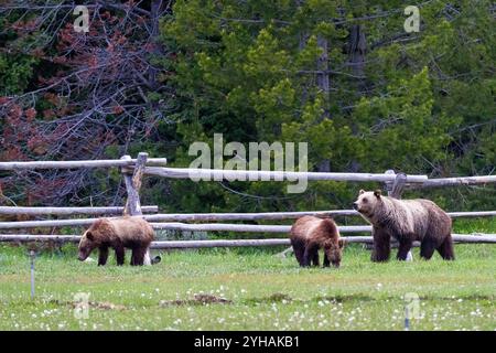 Grizzly Bear #610 of Grand Teton National Park looks out for her third cub as the other two graze on grasses found on a small ranch in Moose, Wyoming. Stock Photo