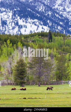 Grizzly Bear #610 of Grand Teton National Park looks out for her third cub as the other two graze on grasses found on a small ranch in Moose, Wyoming. Stock Photo