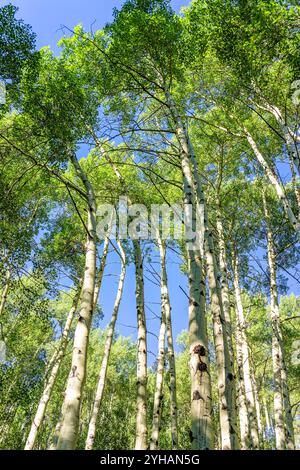Aspen forest tree trunks pattern in summer in Beaver Creek, Colorado looking up at sky in National Forest park mountains with green white color Stock Photo