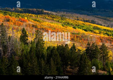 Autumn colored aspen trees coating the side of Shadow Mountain. Bridger-Teton National Forest, Wyoming Stock Photo