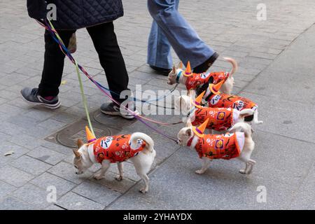 A pack of Chihuahuas in Halloween costumes are walked in Plaza Tirso de Molina on All Saints' Day in Madrid, Spain. Stock Photo