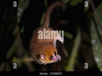 A small, brown mouse lemur clings to a branch in the lush rainforest of Ranomafana National Park, Madagascar. Its large, round eyes and delicate featu Stock Photo