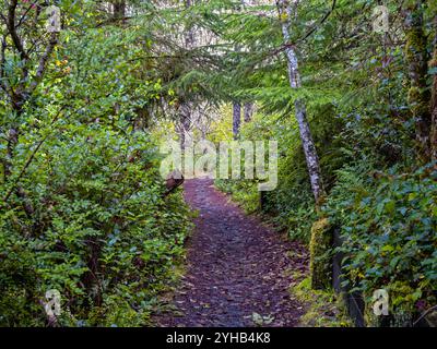 A hiking trail through the woods at Leadbetter Point State Park, Washington, USA Stock Photo