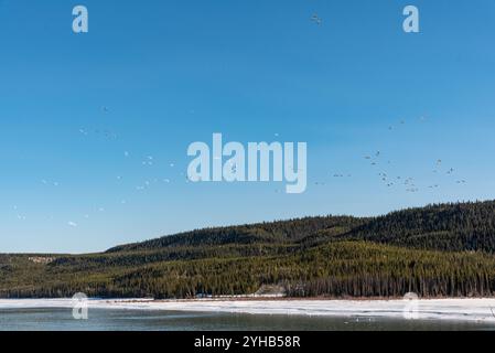 Springtime view of the melting and thawing Yukon River outside of ...