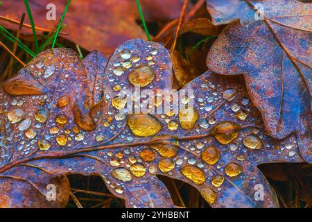 Dewy Drops Resting on Brown Leaves During the Beautiful and Enchanting Season of Autumns Wonderment Stock Photo
