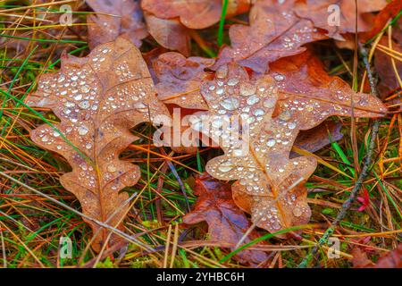 Dewy Drops Resting on Brown Leaves During the Beautiful and Enchanting Season of Autumns Wonderment Stock Photo