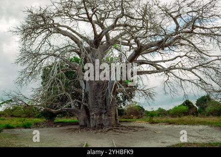 A baobab tree growing at Kaole Station Museum at Kaole Ruins - a 13th century German colonial fort in Bagamoyo, Tanzania Stock Photo