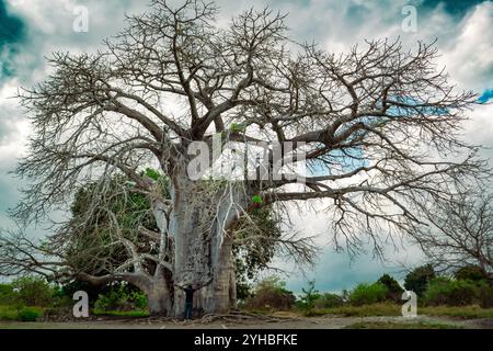 A baobab tree growing at Kaole Station Museum at Kaole Ruins - a 13th century German colonial fort in Bagamoyo, Tanzania Stock Photo