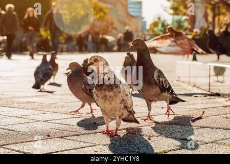 City pigeons on the pavement, selective focus Stock Photo