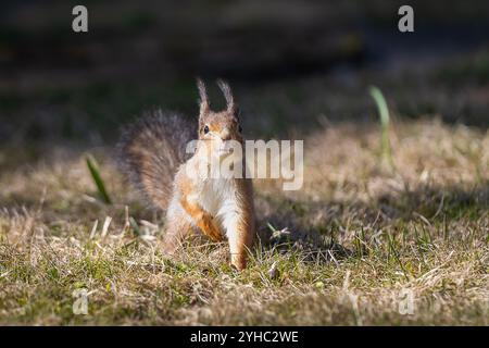Red squirrel in winter coat. Portrait of Eurasian red squirrel (Sciurus vulgaris)  sitting in a lawn. Stock Photo