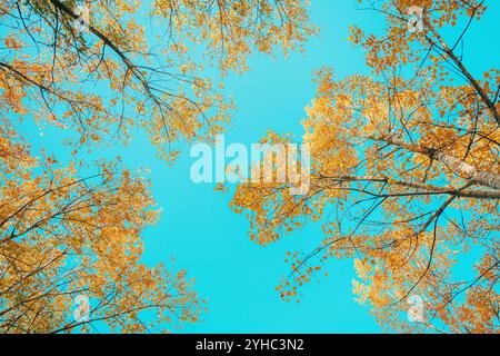 Aspen tree branches with colorful leaves in autumn, low angle view, selective focus Stock Photo