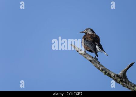 Spotted Nutcracker (Nucifraga caryocatactes) in a natural habitat Stock Photo