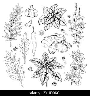 Graphics vector botanical set with rosemary, thyme, basil, red basil, laurel, oregano, chili pepper, ginger, arugula, garlic, black pepper, cloves. Bl Stock Vector