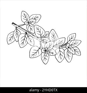 Graphics vector botanical illustrations with oregano. Black line sketch with herbs and spices. Two versions - with and without filling Stock Vector